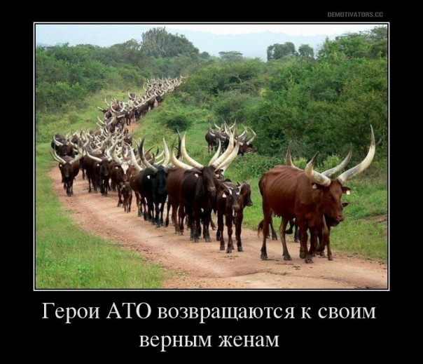 "Мыздобулы" в картинках. Смешных и не очень... 1-12-2016 "Мыздобулы" в картинках. Смешных и не очень... 1-12-2016