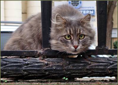 Всех с весной! Всех с весной!