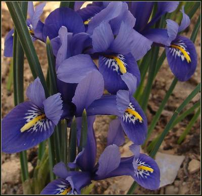 Всех с весной! Всех с весной!