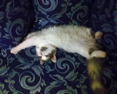 История одной кошки. Green Tea 