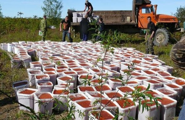 Я и мой кот заплакали….