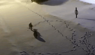 В Канаде лиса пыталась сразиться с совой, но что-то пошло не так (видео)