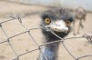 Emu
