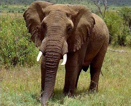 Терминаторы: Топ-19 животных-убийц людей (номер один удивит вас)