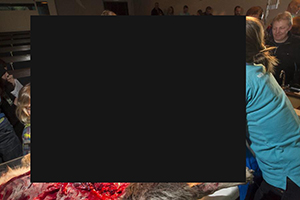 После убийства жирафа Мариуса в Дании на глазах у детей расчленили волка