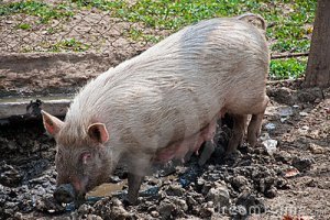 Євросморід