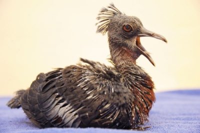 В зоопарке Майами впервые вылупился венценосный голубь