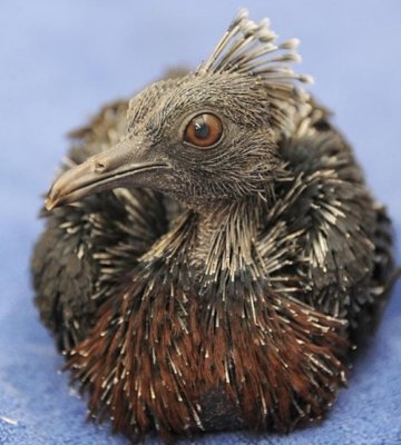 В зоопарке Майами впервые вылупился венценосный голубь