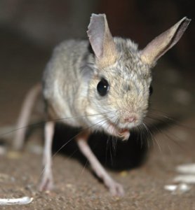 Самые легендарные опечатки в истории