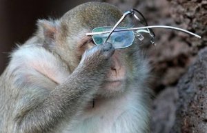 Интеллектуальное бабуинство