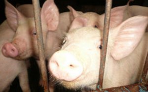 Киевский Майдан обустроят для свиней и петухов