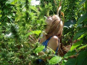 США поддержат экономику Украины увеличением закупок конопли