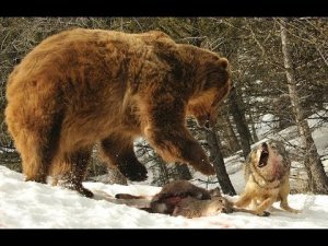 МИД России выстрелило картечью