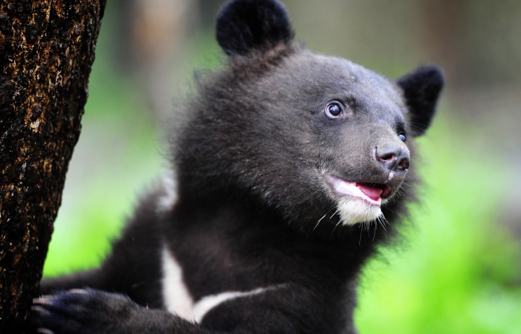 Четыре гималайских медвежонка стали новоселами Приморского сафари-парка Четыре гималайских медвежонка стали новоселами Приморского сафари-парка