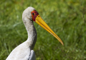 Что нам несет Аист