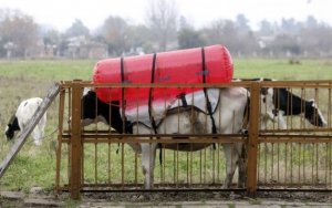 Укрнафтогазу на заметку. Как стать независимым от российского газа