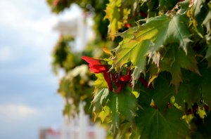 Харьковский Первомай