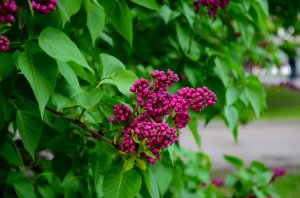 Харьковский Первомай