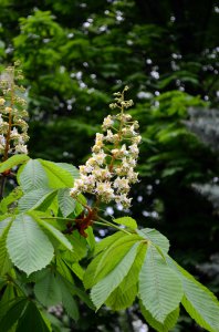 Харьковский Первомай