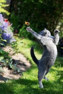 Перерыв на позитив с братьями нашими меньшими