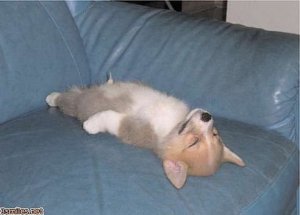 Перерыв на позитив с братьями нашими меньшими