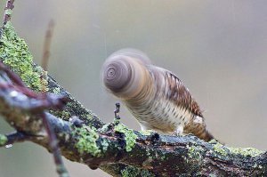 Перерыв на позитив с братьями нашими меньшими