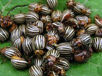 Про 50 колорадских жуков