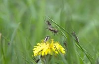 Снегопады. Дожди. Нашествие комаров. - Природа против США.