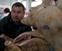 На Украине случилась национальная катастрофа – подорожало сало