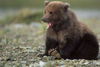 Ритуальные убийства животных как символы европейских ценностей и стремлений