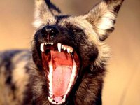 Укро-американцы, не ройте яму ближнему!