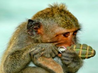 Детский сад с гранатой