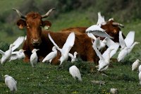 Россельхознадзор обнаружил запрещенный препарат в мясе из ЕС