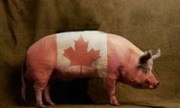 Канадские свиноводы в тоске, а премьер уверяет их, что «это Путин от отчаяния»