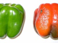 Коварные соседи по Евросоюзу клевещут на польские продукты и товары