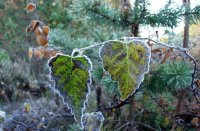 В Украине ударят заморозки до -5 °С