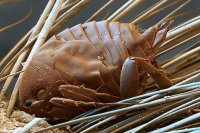 Латвия: добро пожаловать в средневековье!