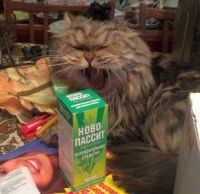 Бытовое: разговоры с котом /Александр Зубченко/