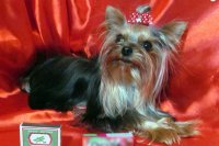 Самая маленькая собачка России живет в Челябинске