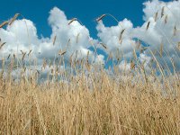 КНДР хочет арендовать сельскохозяйственные земли Дальнего Востока России