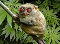 СБУ: Гуманитарные конвои РФ ввозят горючее для танков и патроны, а вывозят тела погибших российских военных