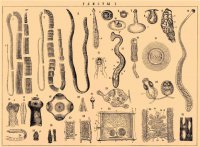 Притча про толерантность