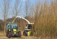 Доскакались! На Украине решили обогревать дома «энергетической лозой» вместо российского газа