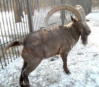 У Украины нет денег на зоопарки