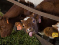 Евроубой /Александр Зубченко/