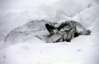 Больше недели к Благовещенску полз пес с перебитыми лапами...