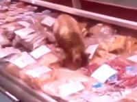 Обед кота-гурмана оплатит ХК «Адмирал»: рыжий обжора нашелся и станет талисманом клуба