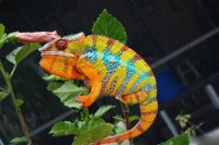 Простота хуже хамства или почему я не верю в украинский патриотизм.