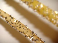 Как мухи на ленту