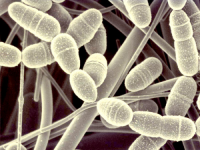 Палочки Коха....